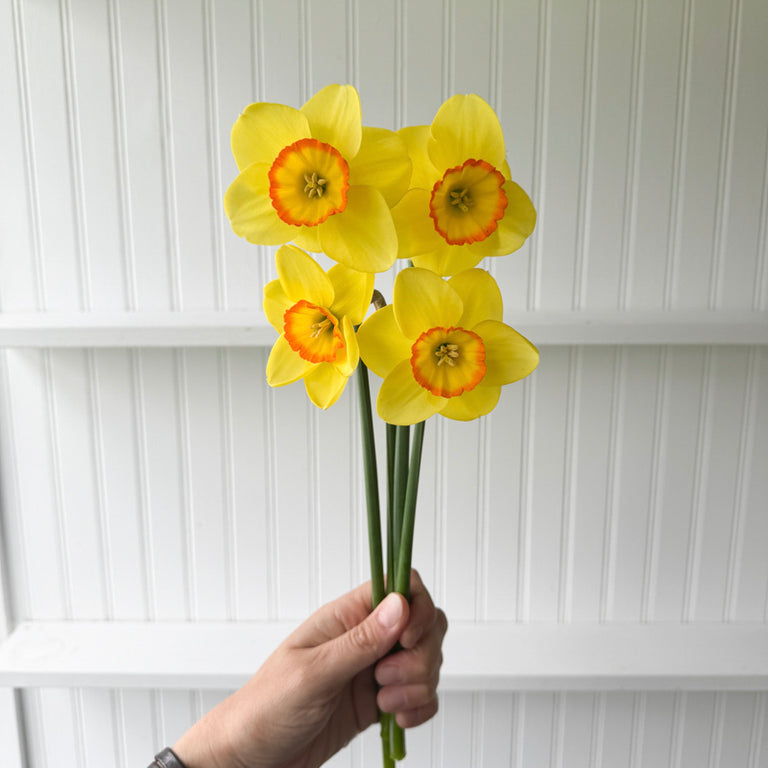 A handful of Narcissus ‘Pacific Rim’.