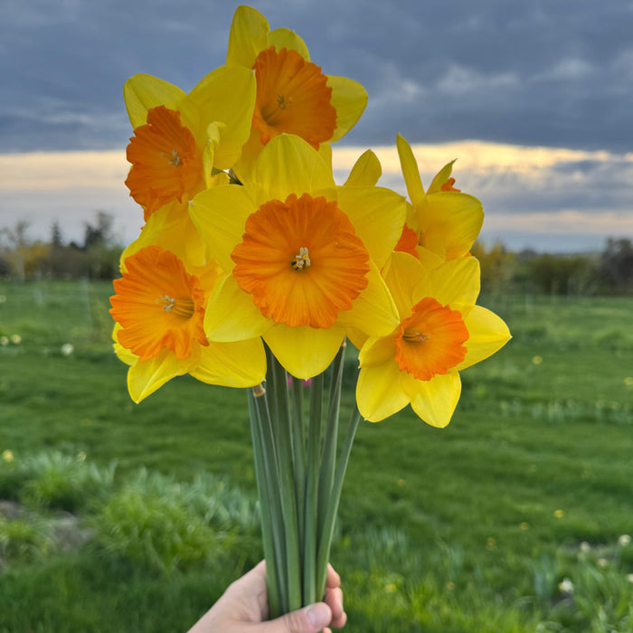 A handful of Narcissus ‘Pride of Lions’.