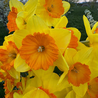 A close up of Narcissus ‘Pride of Lions’.