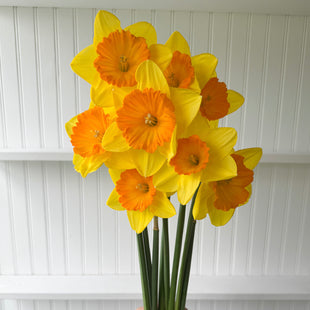 A bunch of Narcissus ‘Pride of Lions’.
