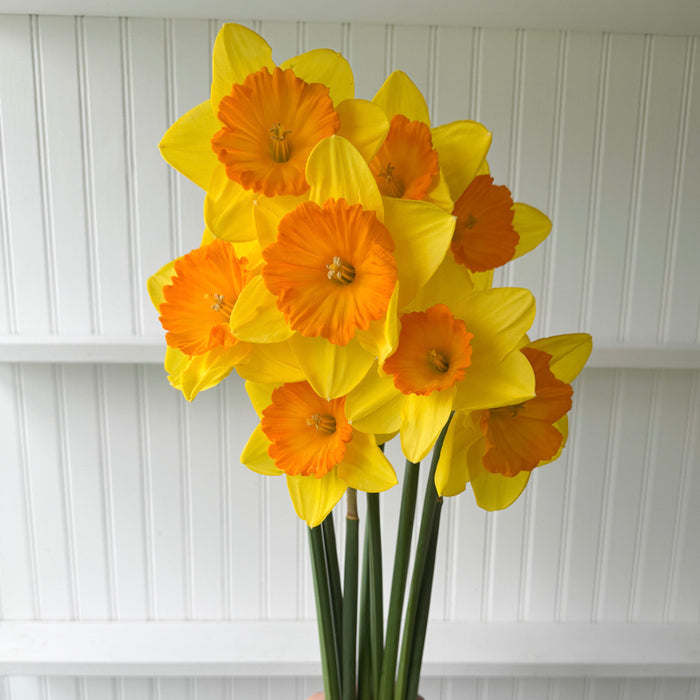 A bunch of Narcissus ‘Pride of Lions’.