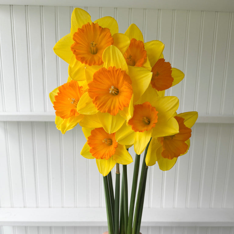 A bunch of Narcissus ‘Pride of Lions’.