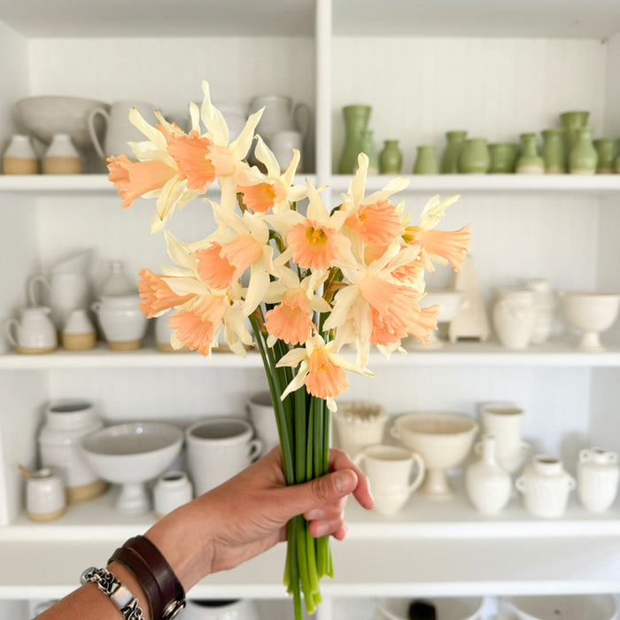 A handful of Narcissus ‘Rosy Trumpet’.