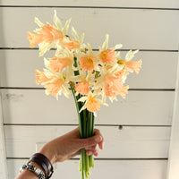 A handful of Narcissus ‘Rosy Trumpet’.