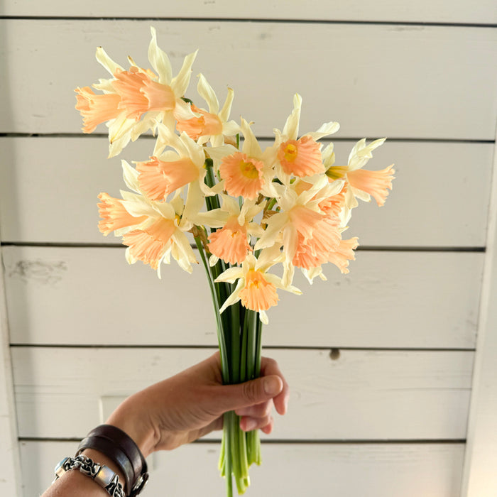 A handful of Narcissus ‘Rosy Trumpet’.