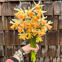A handful of Narcissus ‘Rosy Trumpet’.