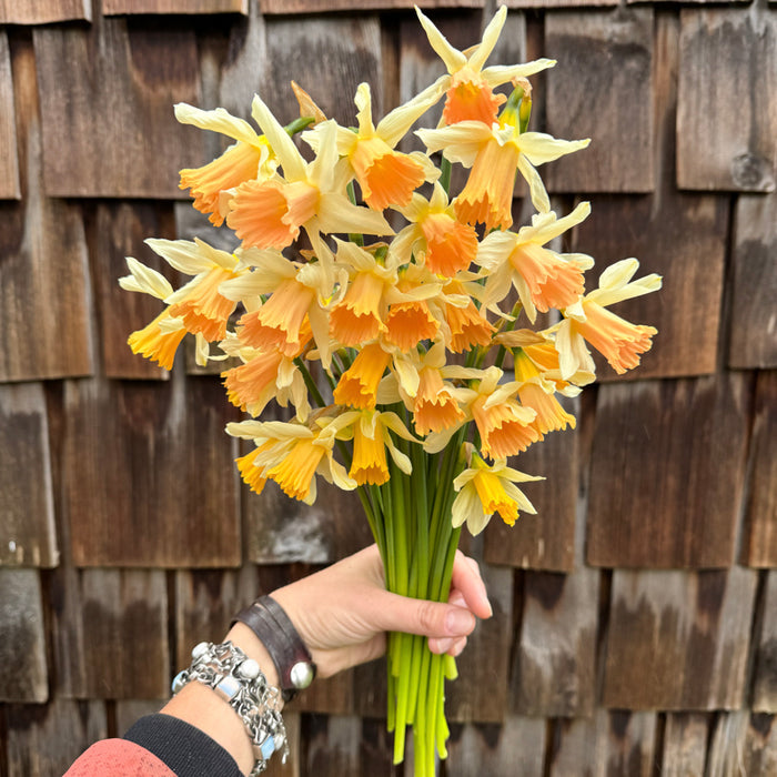 A handful of Narcissus ‘Rosy Trumpet’.