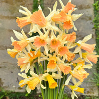 A close up of Narcissus ‘Rosy Trumpet’.