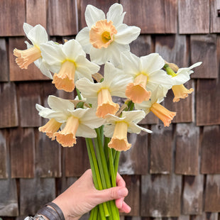 A handful of Narcissus ‘Sarah’.