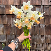 A handful of Narcissus ‘Sarah’.
