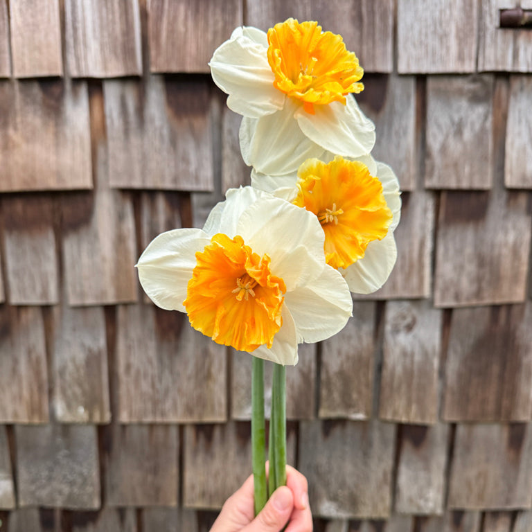 A handful of Narcissus ‘Soestdijk’.