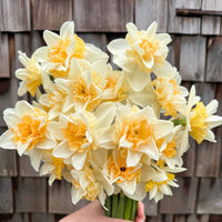 A close up of Narcissus ‘Sweet Desire’.