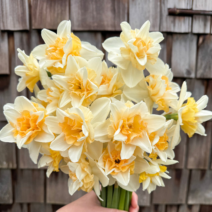 A close up of Narcissus ‘Sweet Desire’.