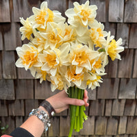 A handful of Narcissus ‘Sweet Desire’.