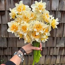 A handful of Narcissus ‘Sweet Desire’.
