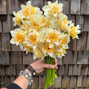 A handful of Narcissus ‘Sweet Desire’.