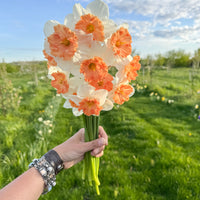 A handful of Narcissus ‘Swirling Baton’.
