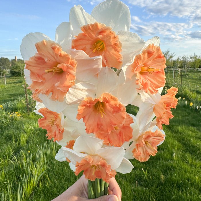 A close up of Narcissus ‘Swirling Baton’.