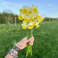 A handful of Narcissus ‘Tater-Du’.