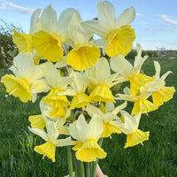A close up of Narcissus ‘Tater-Du’.