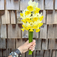 A handful of Narcissus ‘Tater-Du’.