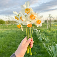 A handful of Narcissus ‘Upbeat’.
