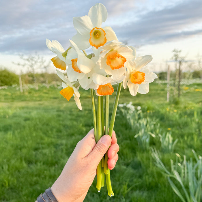 A handful of Narcissus ‘Upbeat’.