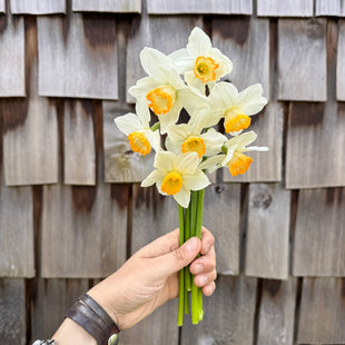 A handful of Narcissus ‘Upbeat’.