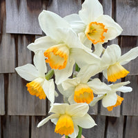 A close up of Narcissus ‘Upbeat’.