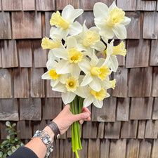A handful of Narcissus ‘Watch Up’.