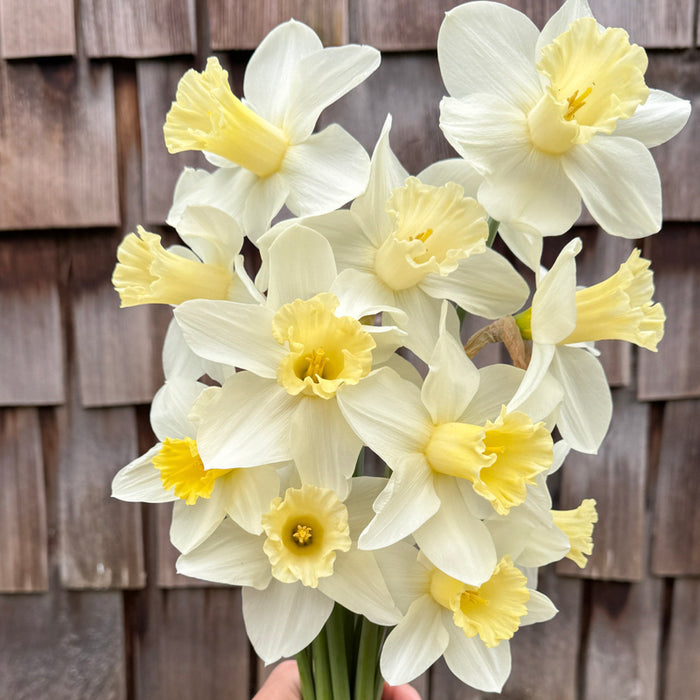 A close up of Narcissus ‘Watch Up’.