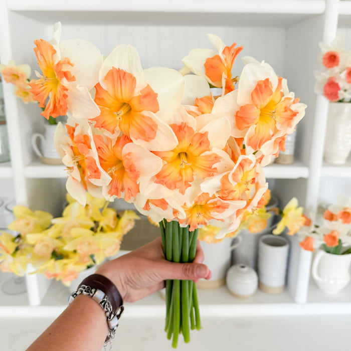 A handful of Narcissus ‘Zinzi’.