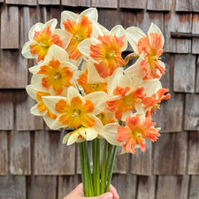 A handful of Narcissus ‘Zinzi’.