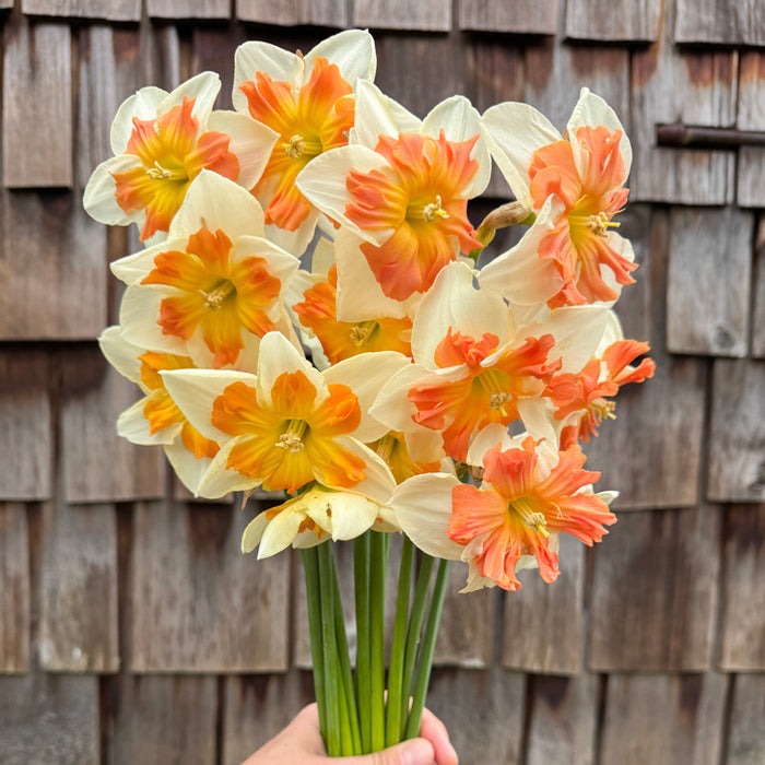 A handful of Narcissus ‘Zinzi’.