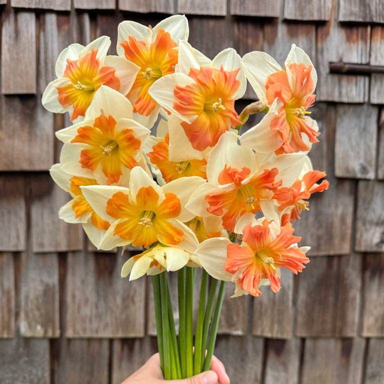 A handful of Narcissus ‘Zinzi’.