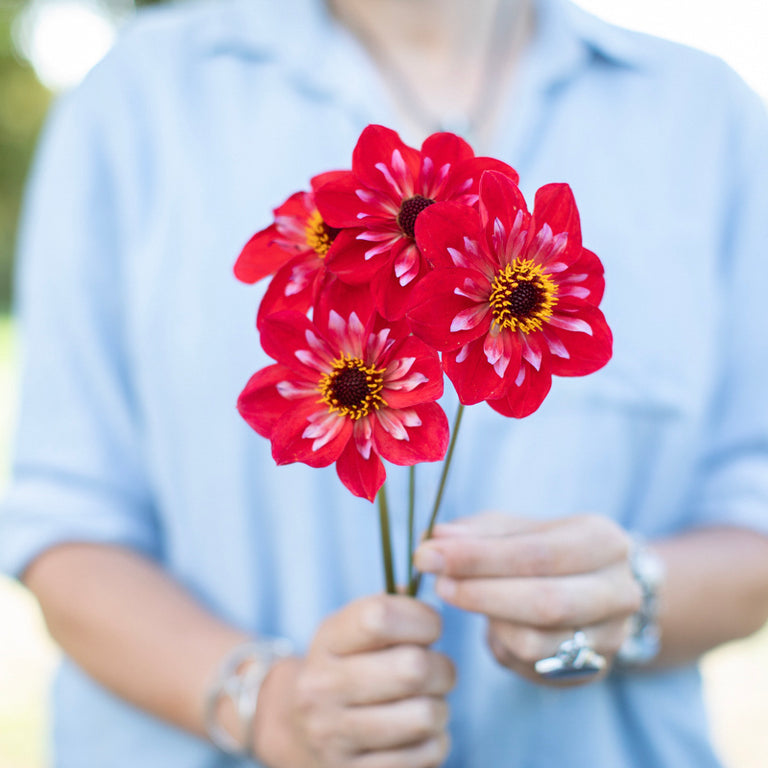 A handful of Dahlia ‘Angel Rowyn’.