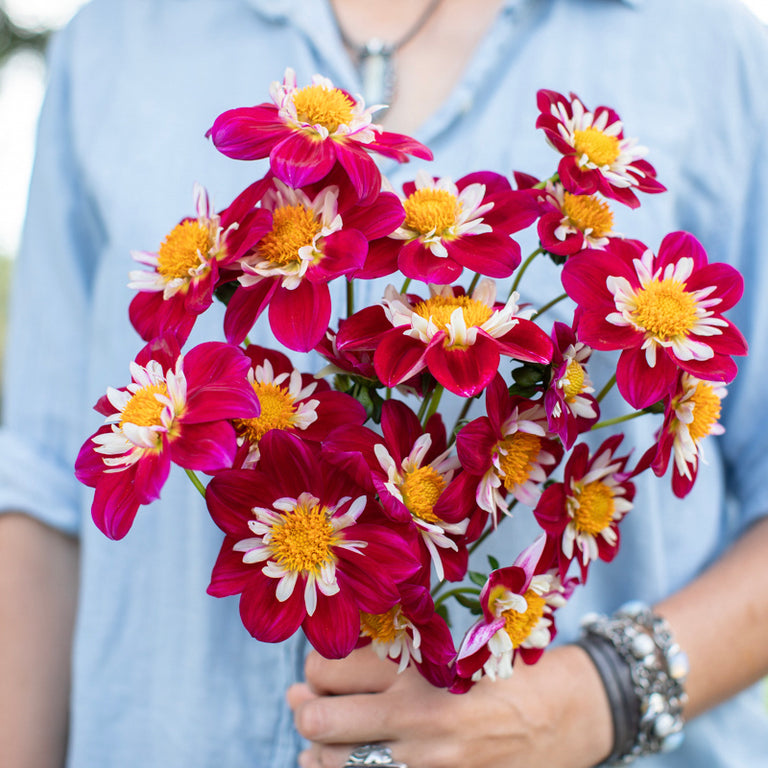 A handful of Dahlia ‘Apopa Cindy’.