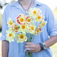 A handful of Dahlia ‘Ashpire Fancy’.