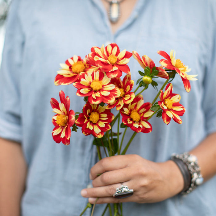 A handful of Dahlia ‘Baron Wendy’.