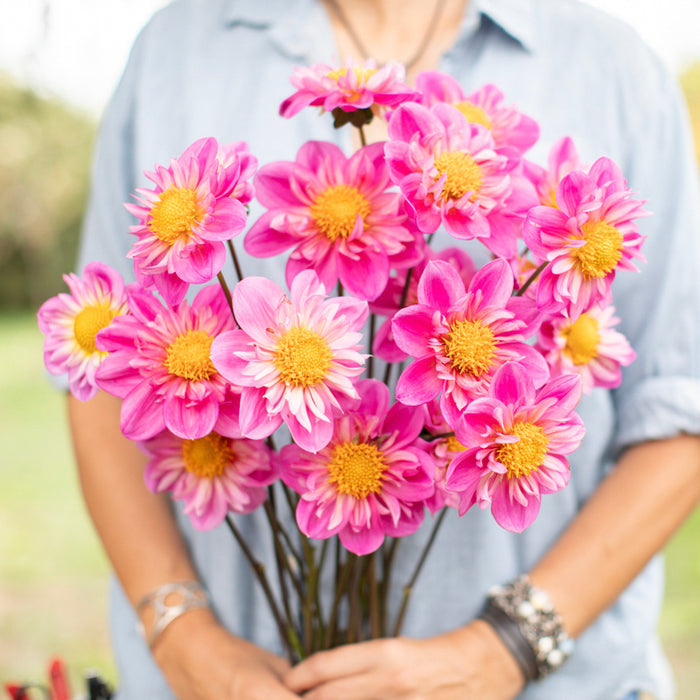 A handful of Dahlia ‘Bloomquist Arise’.