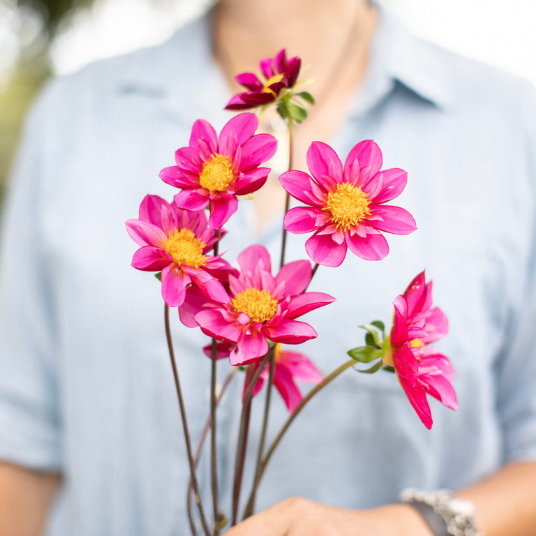 A handful of Dahlia ‘Bloomquist Aztec’.