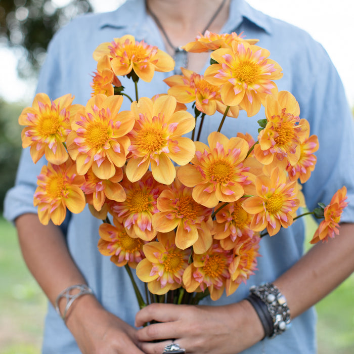 A handful of Dahlia ‘Bloomquist Behold’.