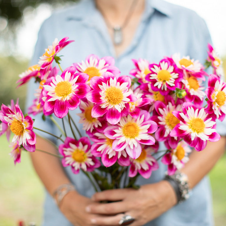 A handful of Dahlia ‘Bloomquist Catalina’.
