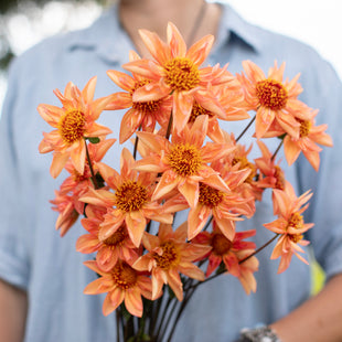 A handful of Dahlia ‘Bloomquist Hummer’.