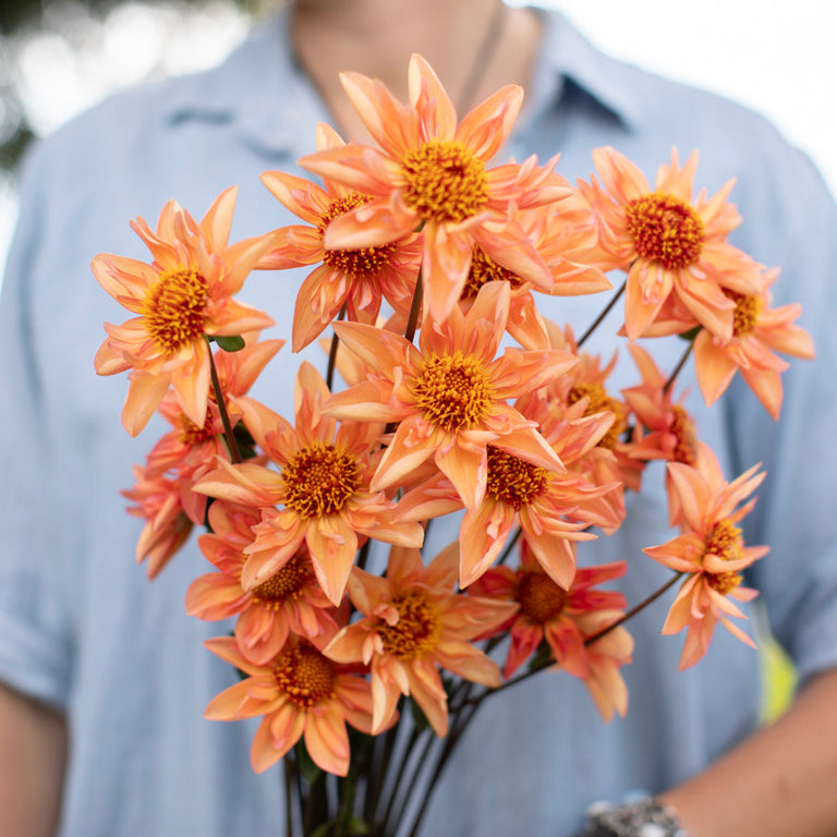 A handful of Dahlia ‘Bloomquist Hummer’.