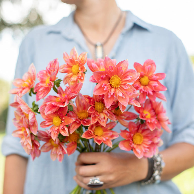 A handful of Dahlia ‘Bloomquist Simple’.