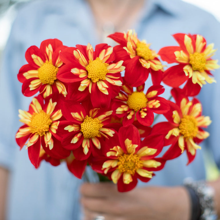 A handful of Dahlia ‘Bloomquist Spinner’.