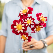 A handful of Dahlia ‘Steve R’