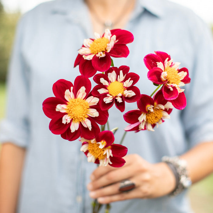 A handful of Dahlia ‘Steve R’