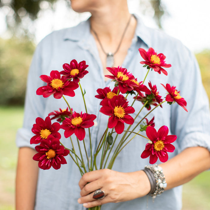A handful of Dahlia ‘CDP Cranberry’.